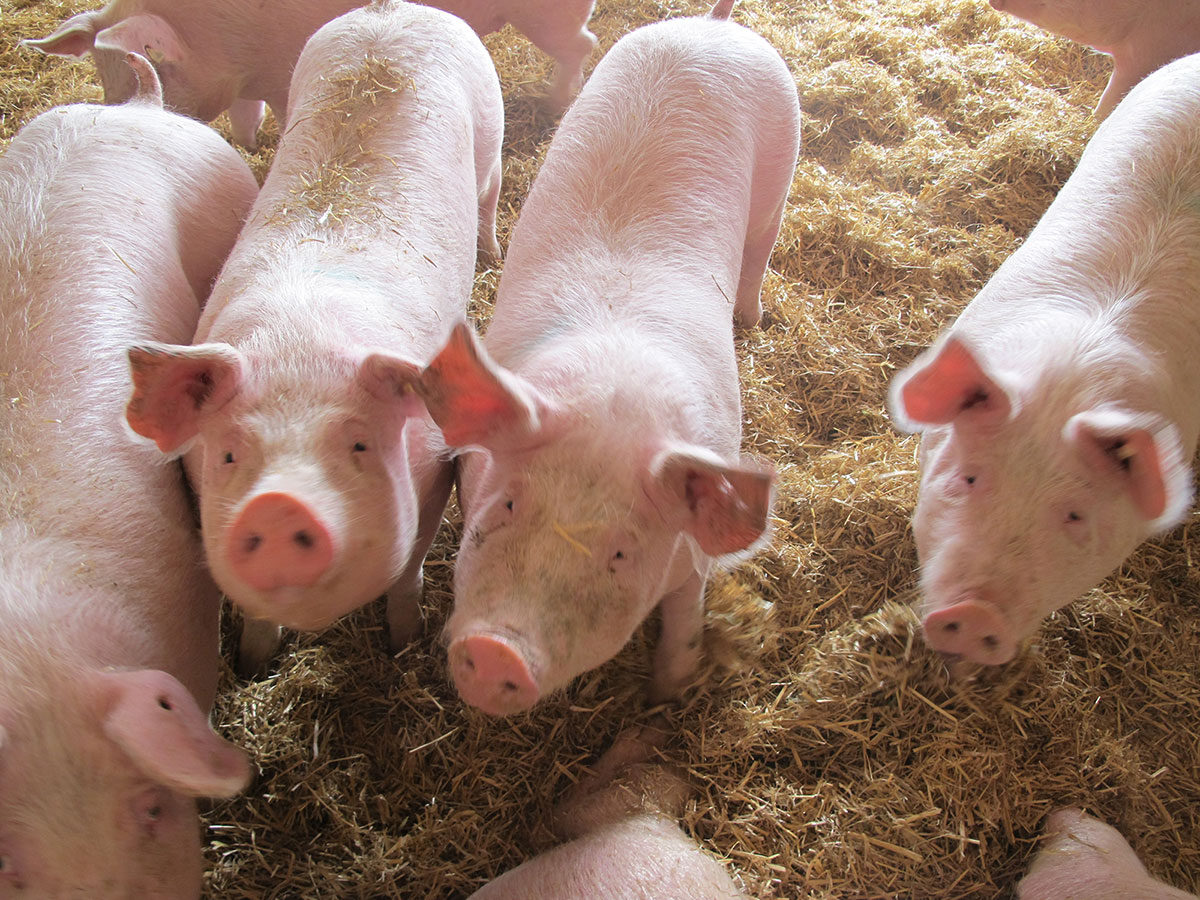 Schweine im Stall auf Stroh
