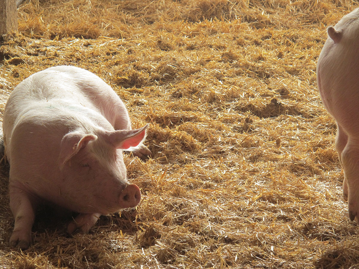 Schweine im Stall auf Stroh